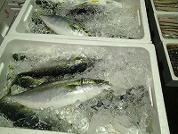 ハマチ（ブリの若魚）