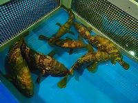 キジハタ(あこう)