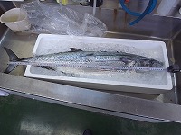 サワラ（尾叉長100cm、8.54kg、年齢3＋）