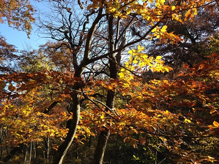 中国自然歩道川床から大休峠間の紅葉