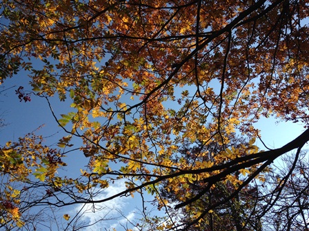 上を見上げると青空と紅葉が綺麗