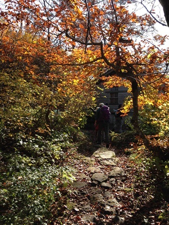 大休峠避難小屋付近の紅葉