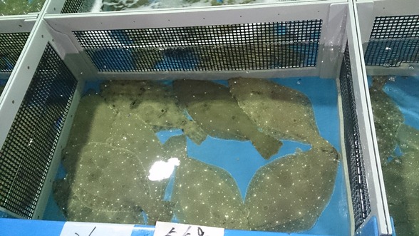 ひらめ