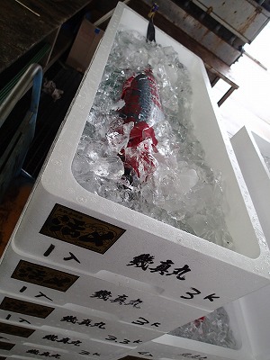 赤碕　活〆サワラ（魚箱にシールを貼ってブランド化）