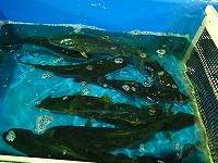 ハマチ