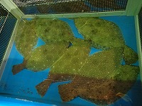 ヒラメ