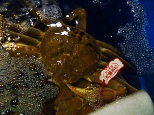 「松葉がに」のタグ付松葉がに