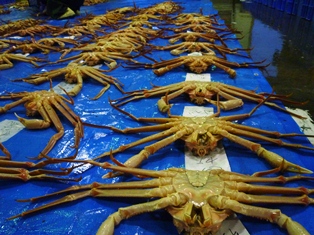 鮮魚扱いの松葉がに