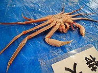 松葉がに（雄のズワイガニ）
