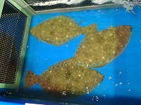 ヒラメ