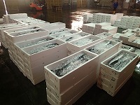 サワラ（泊、酒津、夏泊の刺網が漁獲。1番漁は泊の漁船）