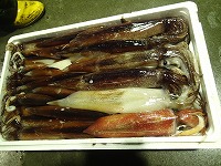 左：スルメイカ、右中：ブドウイカ（白いか）、右下：ヤリイカ（けんさきいか）