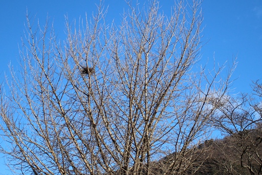 鳥の巣を発見！