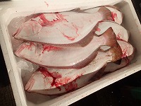 ヒラメ（左一番下が放流魚）