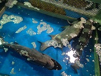 イシダイ