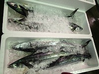 サワラ（8kg4入、尾叉長68cmぐらいが主体）