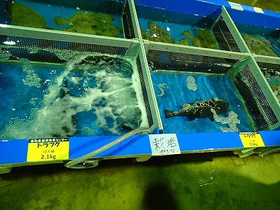 賀露地方卸売市場への試験出荷