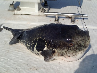 おしどりで漁獲したトラフグ（2.9kg）