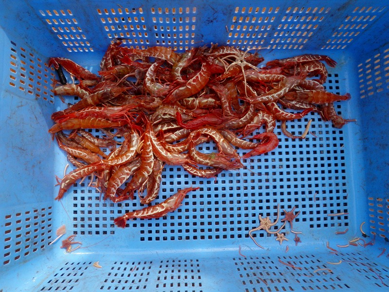 海老