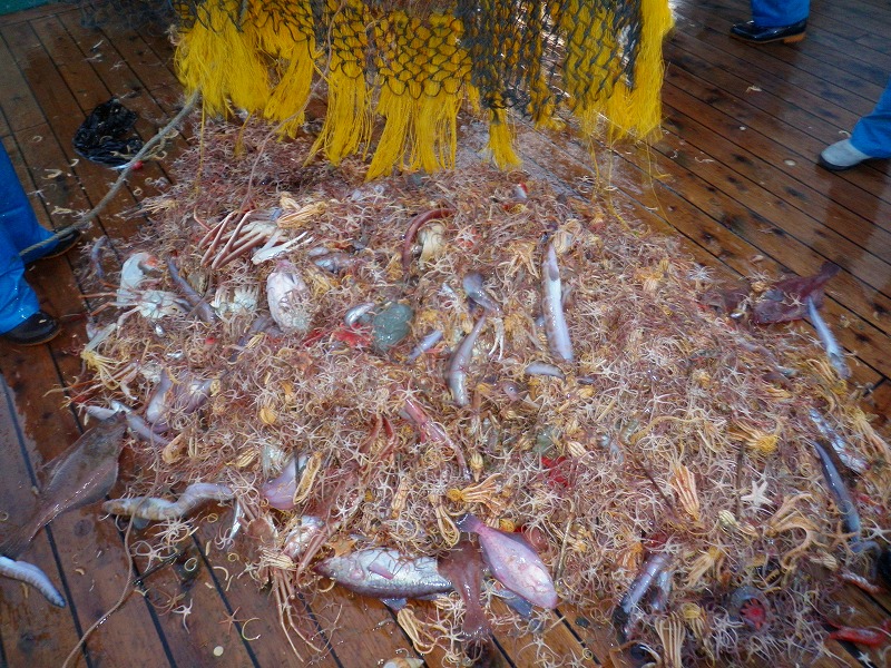 捕れた魚