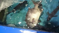 イシダイ