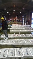 賀露の水揚げ状況
