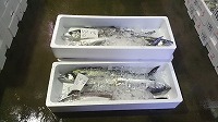 サワラ