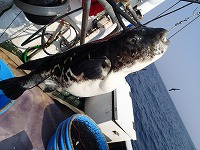 はえ縄で漁獲したトラフグ