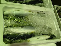 ハマチ