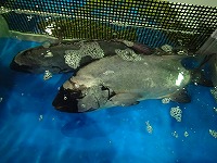 イシダイ