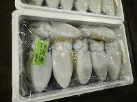 コウイカ