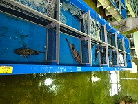 出荷の様子
