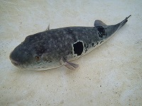 トラフグ（1.3kg）