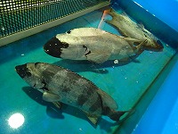 イシダイ