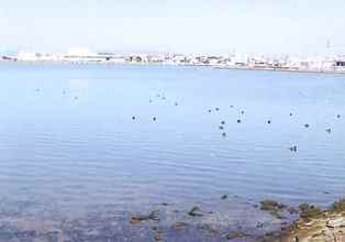 湊山公園