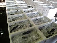 ハマチ（ブリの若魚）