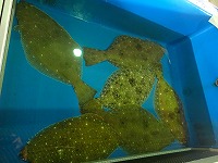 ヒラメ