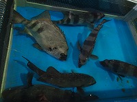 イシダイ