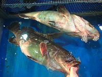 クエ