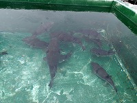 賀露沖のはえ縄試験操業で漁獲されたマフグ