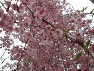 しだれ桜