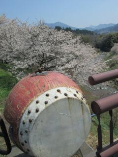 福栄大橋からの桜