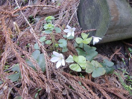 山道脇に可憐に咲くミヤマカタバミ