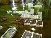 酒津～泊の漁獲物（鮮魚のみ）