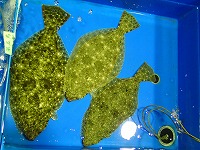 ヒラメ