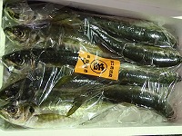マアジ