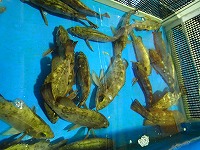 クロメバル