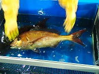 マダイ