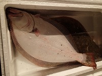 ヒラメ（無眼側の個体が放流魚）