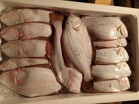 昨年放流したヒラメも漁獲されていました